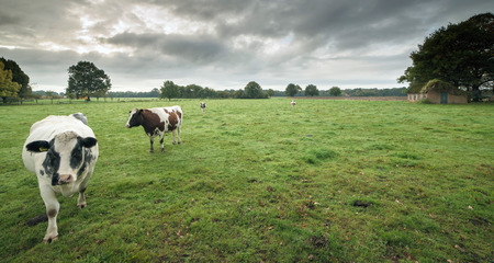 Curious cows in meadow under dark stormy skyの写真素材