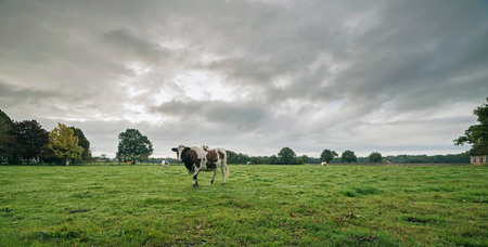 Cow in meadow under cloudy skyの写真素材