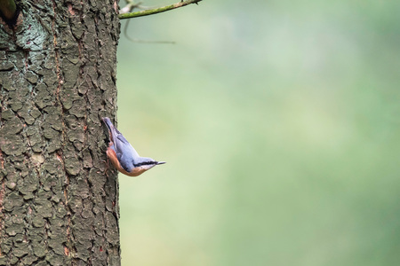 Eurasian nuthatch on tree trunkの写真素材