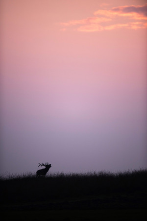 Silhouette of bellowing red deer stag at sunsetの写真素材