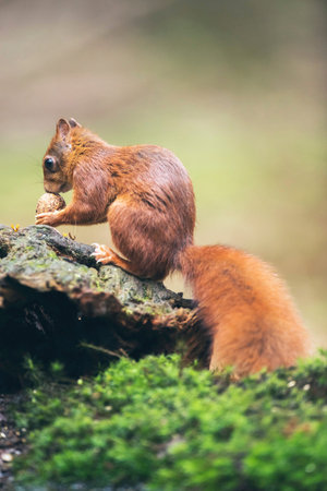 Red squirrel with walnut on tree stumpの写真素材