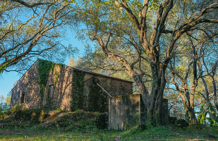 Old shed in olive grove. Corfu. Greece.の写真素材
