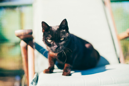 Black cat with green lying in garden chairの写真素材
