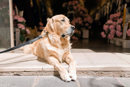 Golden retriever dog lying in front of open store. Alghero. Sardinia. Italy.の写真素材