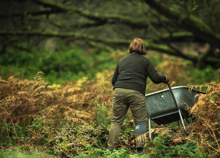 Woman empties wheelbarrow between ferns in autumn forest.の写真素材
