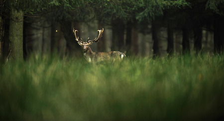 Fallow deer buck in high grass near forest.の写真素材