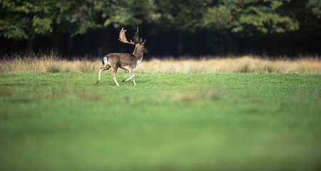 Fallow deer buck running in meadow.の写真素材