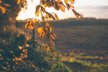Detail of branch with orange colored fall leaves. Backlit in sunlight.