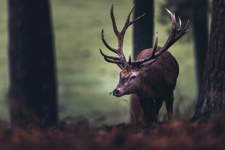 Red deer stag smelling blade of grass in autumn forest.の写真素材