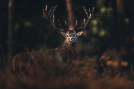 Red deer stag between brown colored ferns in fall forest.の写真素材