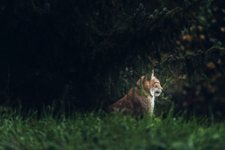 Eurasian lynx (lynx lynx) sitting under fir trees. Side view.