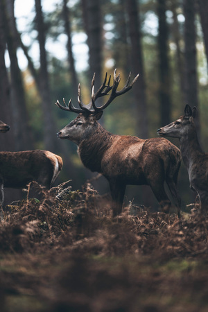 Red deer stag and hinds in fall pine forest.の写真素材