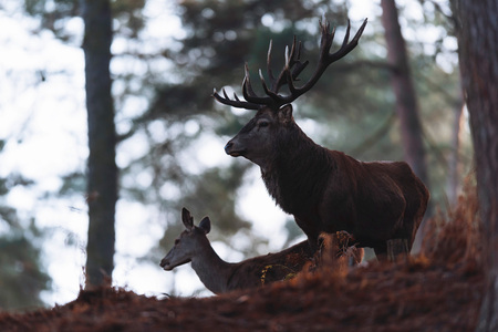 Red deer stag with hind in misty autumn forest.の写真素材
