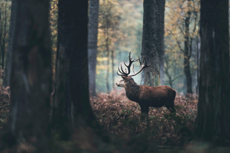 Dark autumn forest with red deer stag standing between brown colored ferns. Side view.の写真素材