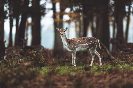 Fallow deer in autumn forest. North Rhine-Westphalia, Germanyの写真素材