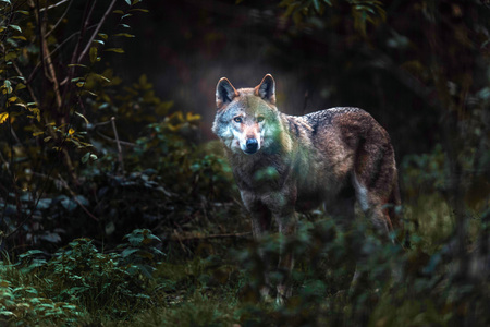 Solitary gray wolf (Canis lupus) in dark forest. North Rhine-Westphalia, Germanyの写真素材