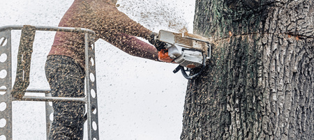 Tree surgeon in platform cutting thick tree trunk with chainsaw.の写真素材