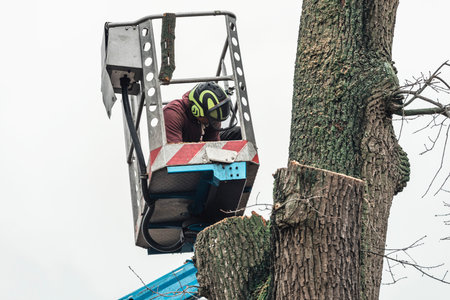 Arborist in safety helmet on platform inspecting chopped tree.