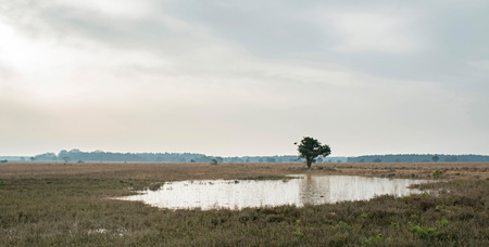 Wide heather landscape with frozen fen and solitary tree.の写真素材