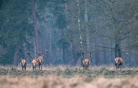 Group of red deer stag in field walking into forest. Rear view.の写真素材