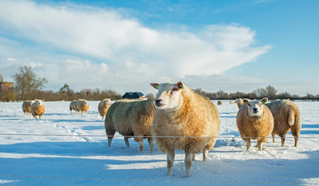 Herd of sheep in dutch winter countryside. の写真素材
