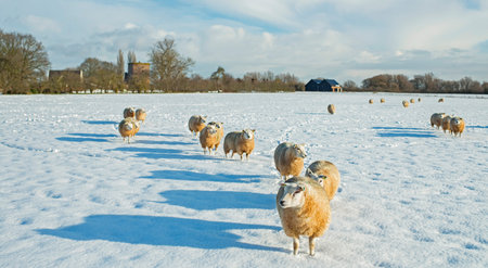 Herd of sheep in dutch winter countryside. の写真素材