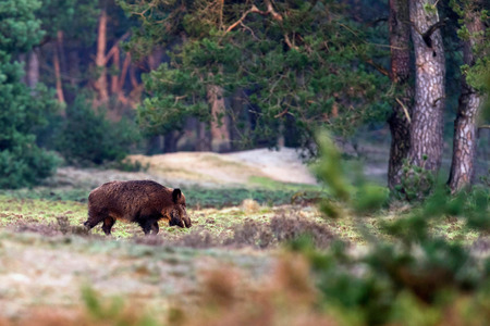 Solitary wild boar (sus scrofa) walking in forest meadow.の写真素材