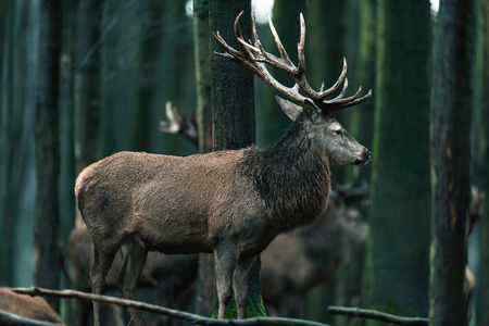 Red deer stag (cervus elaphus) in deciduous winter forest. Side view.の写真素材