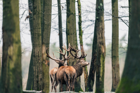 Two red deer stag (cervus elaphus) between tree trunks of winter deciduous forest.の写真素材