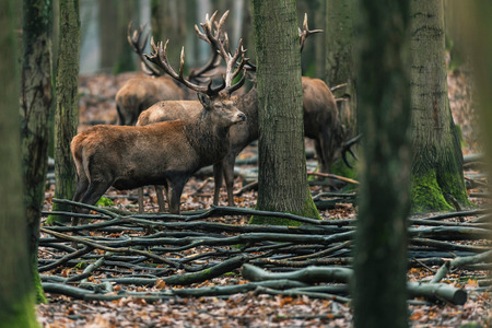 Group of red deer stag (cervus elaphus) in winter forest.の写真素材