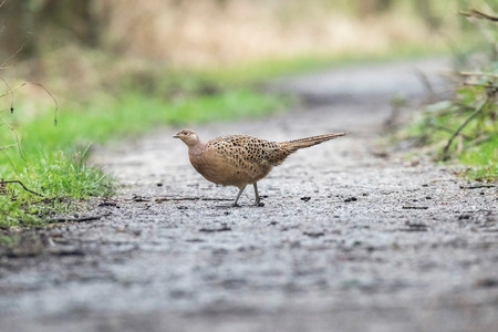 Female pheasant (Phasianus colchicus) crossing dirt path in nature reserve. Side view.の写真素材