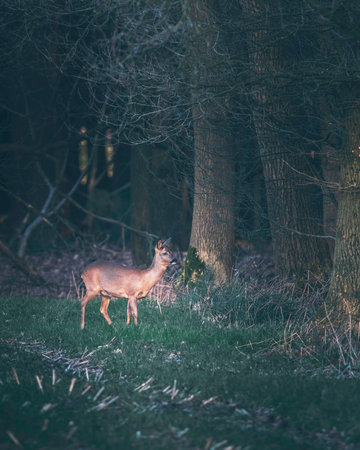 Suspicious roe deer in farmland picking up sound coming out of forest.の写真素材