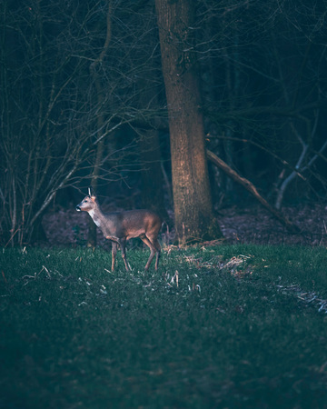Roe deer standing still in agricultural field at edge of forest. Side view.の写真素材
