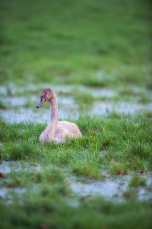 Young mute swan in marshy meadow with puddles.の写真素材