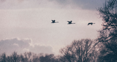 Silhouette of geese flying in the sky during snowstorm.の写真素材
