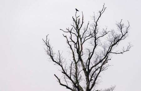 Silhouette of crow in bare winter tree.の写真素材