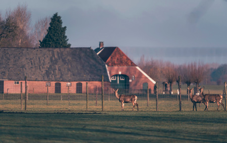 Female red deer in field behind fence of venison farm.の写真素材
