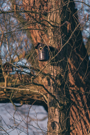 Plastic birdhouse lit by sunlight in winter tree.の写真素材