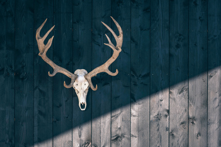 Red deer skull hanging on black wooden wall of barn. の写真素材