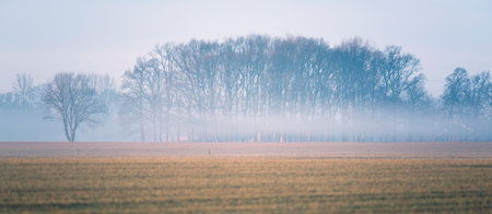Meadow with row of bare winter trees in mist.の写真素材