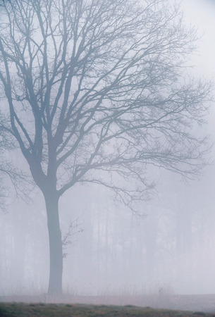 Big old bare winter tree in mist.の写真素材