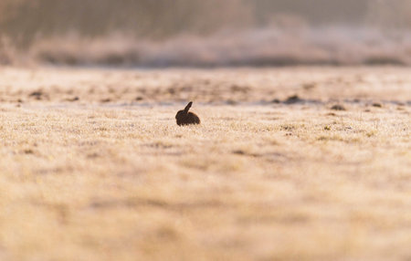 Silhouette of solitary european rabbit in frozen meadow at sunrise.の写真素材