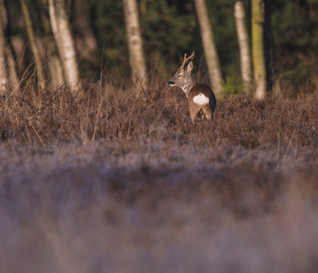 Roe deer buck in heather bushes looking aside.の写真素材