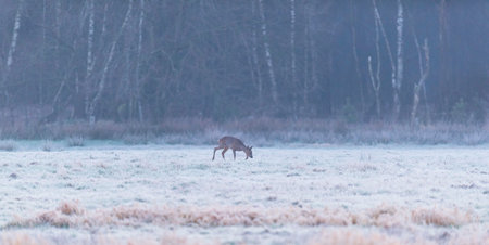 Roe deer grazing in frozen meadow at dawn.の写真素材
