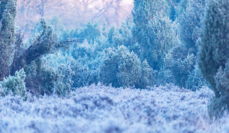 Juniper bushes in frozen moorland at sunrise.の写真素材
