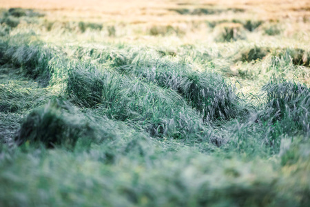 Detail photo of patterns in wheat field. Backlit by sun.の写真素材