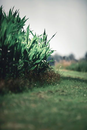 Translucent leaves of corn backlit by sunlight.の写真素材