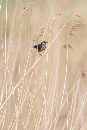 Bluethroat (Luscinia svecica) sitting on reed stem.