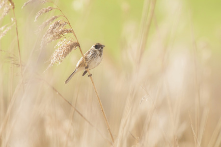 Male common reed bunting (Emberiza schoeniclus) sitting on reed stem.の写真素材