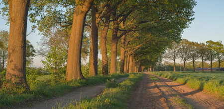 Country dirt road with trees in evening sunlight during spring.の写真素材